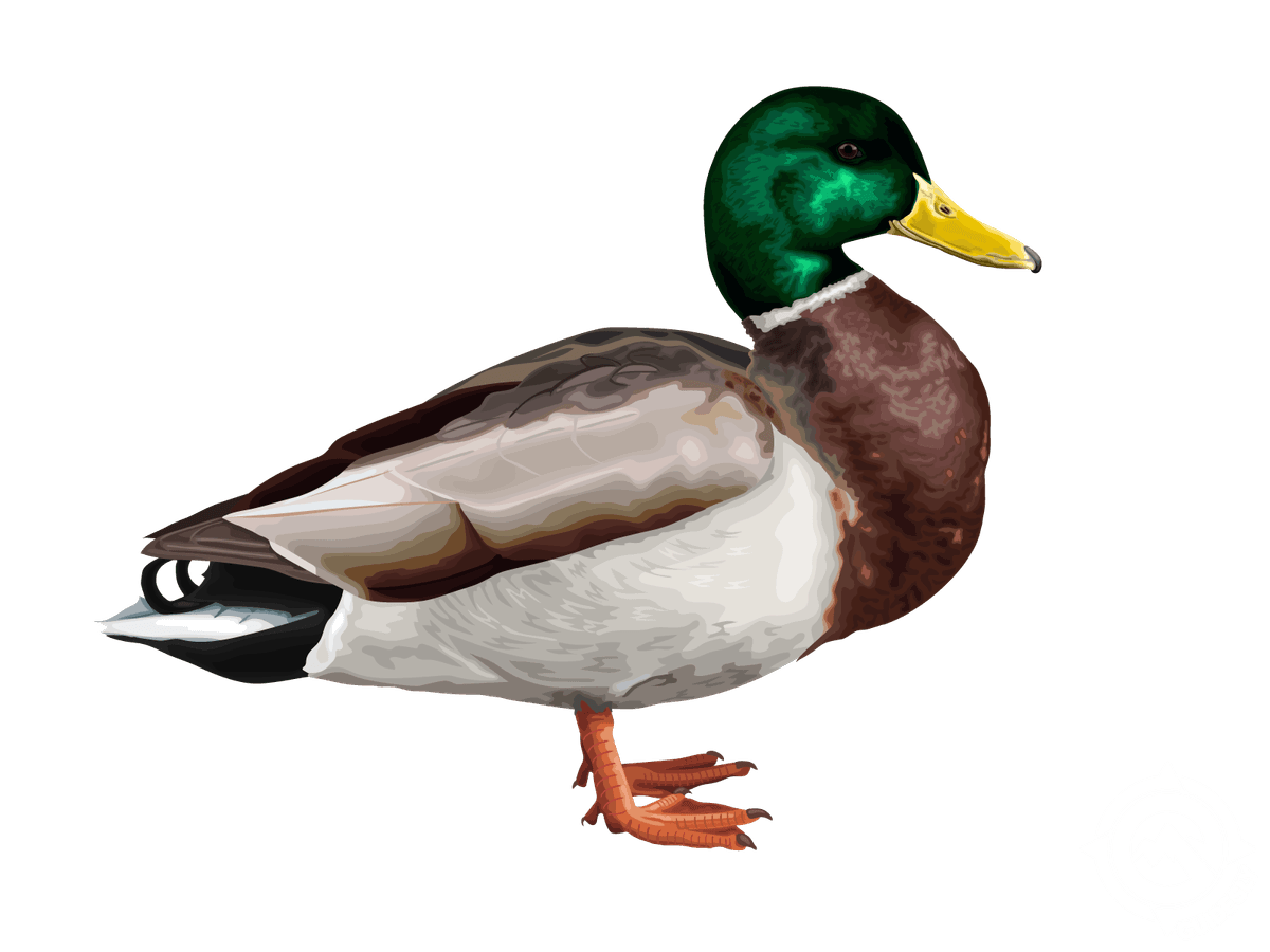 Mallard