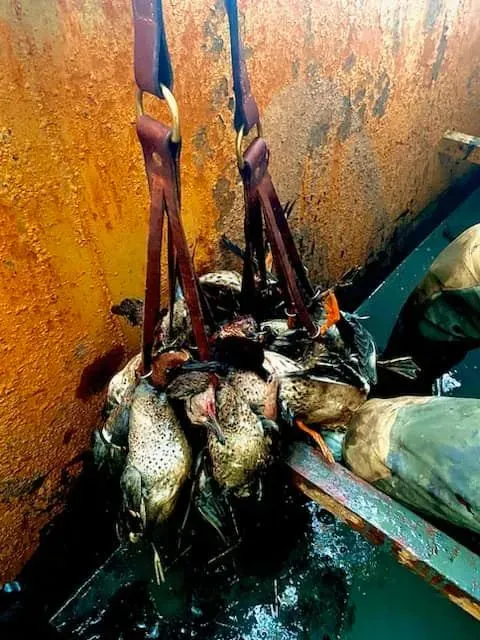 Best Duck Calls For Arkansas Hunting