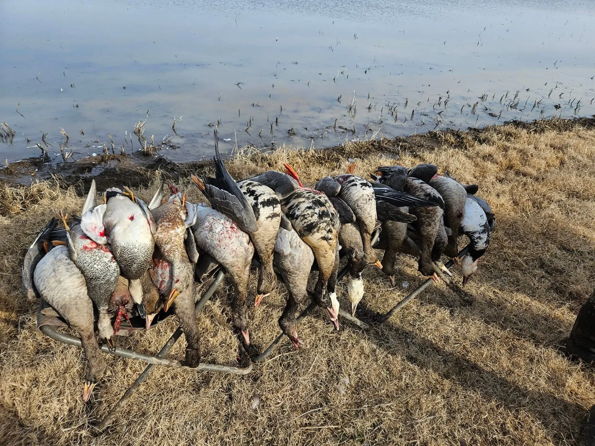 Beginner’s Guide To Waterfowl Hunting